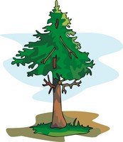 The Evergreen Tree Bedtime Story For Kids So The Little Bird Fluttered Up Into Warm Branch Of Spruce And Pine Tree Kept Wind Off His House Then Juniper Saw What Was Going